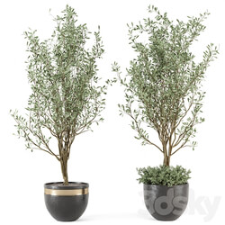 Outdoor bush and Tree in rusty Concrete Pot Set 204 