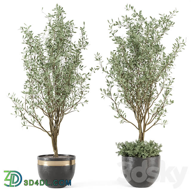 Outdoor bush and Tree in rusty Concrete Pot Set 204