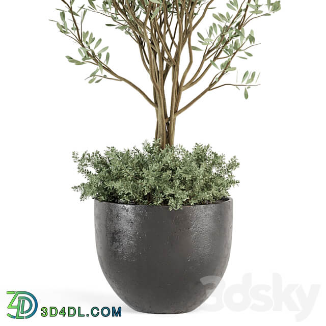 Outdoor bush and Tree in rusty Concrete Pot Set 204