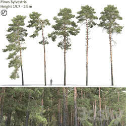 Pine 3D Models 