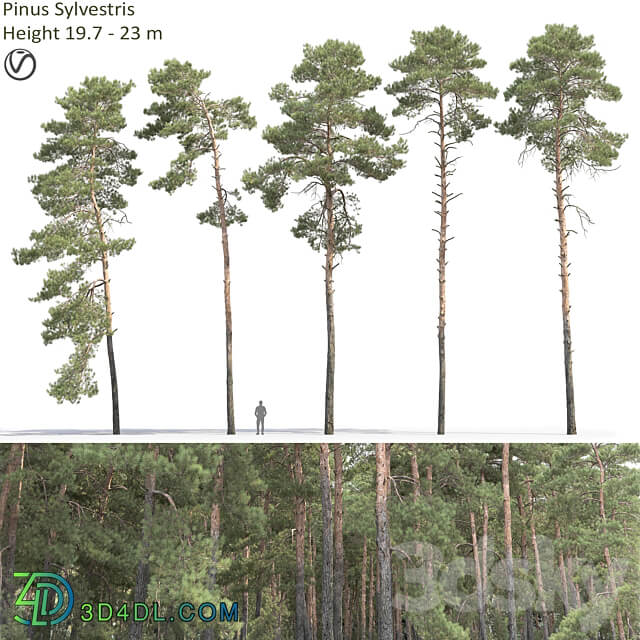 Pine 3D Models