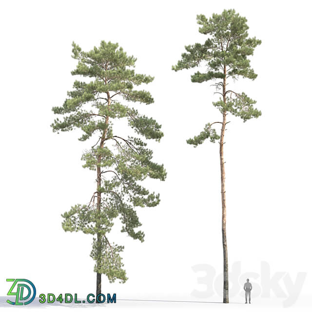 Pine 3D Models