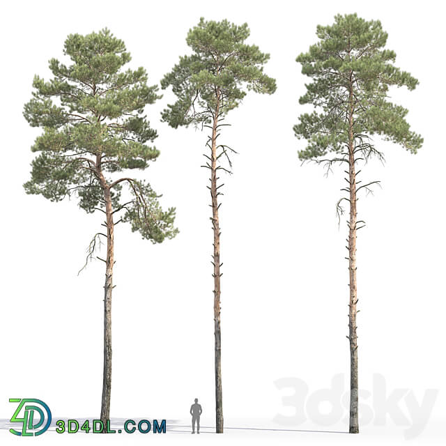 Pine 3D Models