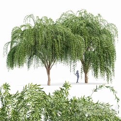 Weeping willow 2trees 