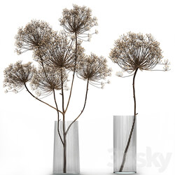 Bouquet Heracleum 158. Dried flower branches dry vase glass natural decor eco design 3D Models 