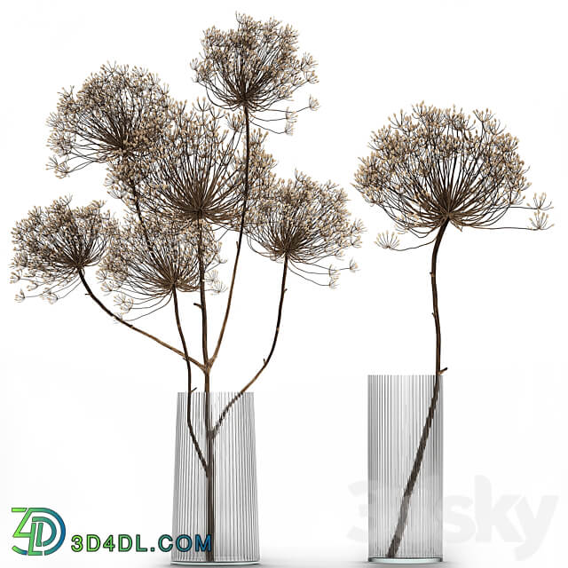 Bouquet Heracleum 158. Dried flower branches dry vase glass natural decor eco design 3D Models