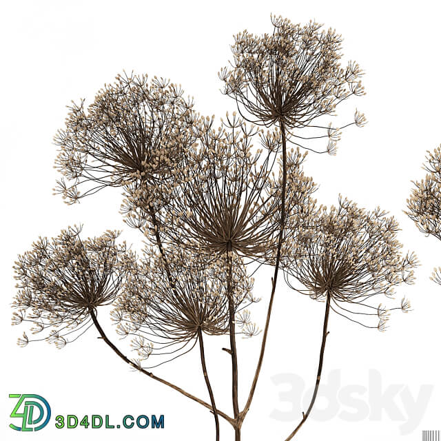 Bouquet Heracleum 158. Dried flower branches dry vase glass natural decor eco design 3D Models