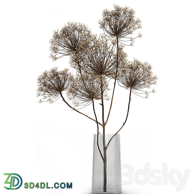 Bouquet Heracleum 158. Dried flower branches dry vase glass natural decor eco design 3D Models