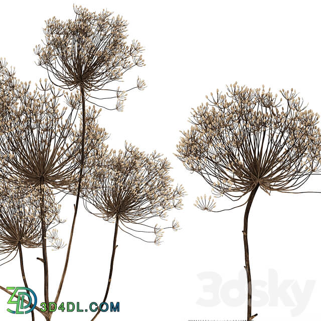 Bouquet Heracleum 158. Dried flower branches dry vase glass natural decor eco design 3D Models