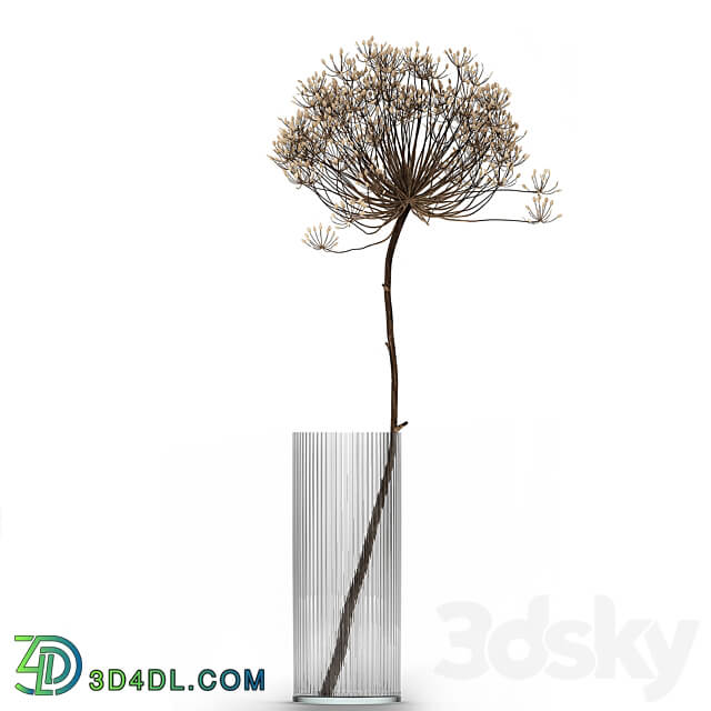 Bouquet Heracleum 158. Dried flower branches dry vase glass natural decor eco design 3D Models