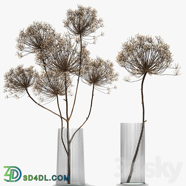 Bouquet Heracleum 158. Dried flower branches dry vase glass natural decor eco design 3D Models