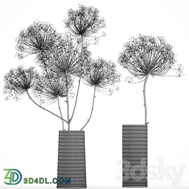 Bouquet Heracleum 158. Dried flower branches dry vase glass natural decor eco design 3D Models