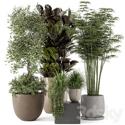 Indoor Plants in rusty Concrete Pot Set 229 