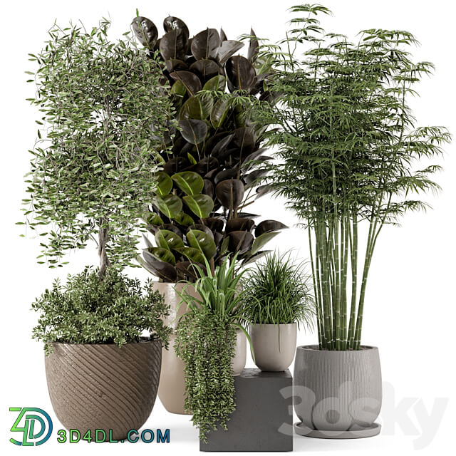 Indoor Plants in rusty Concrete Pot Set 229