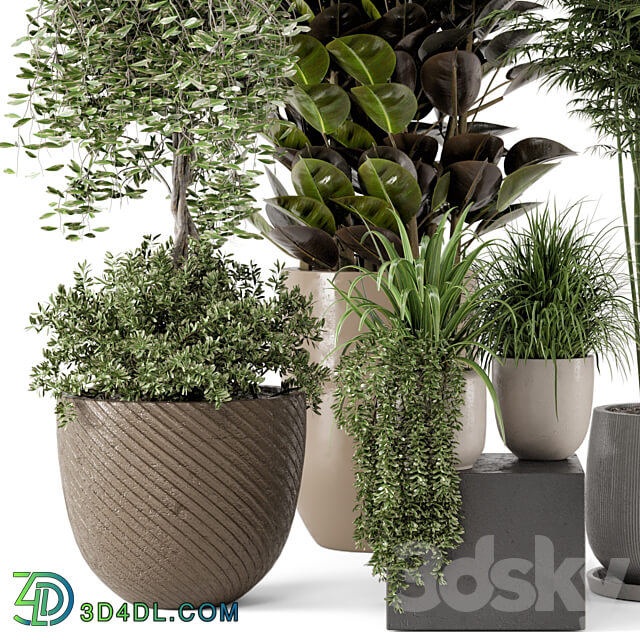 Indoor Plants in rusty Concrete Pot Set 229