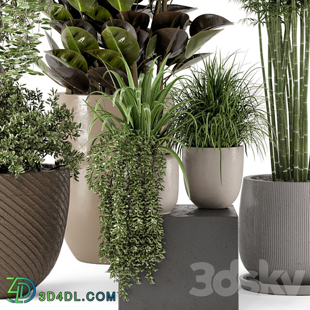 Indoor Plants in rusty Concrete Pot Set 229