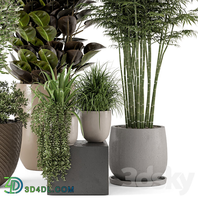 Indoor Plants in rusty Concrete Pot Set 229