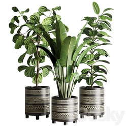 collection Indoor plant 119 plant ravenala ficus rubbery ficus lyrata 