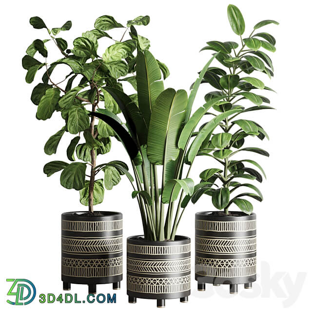 collection Indoor plant 119 plant ravenala ficus rubbery ficus lyrata