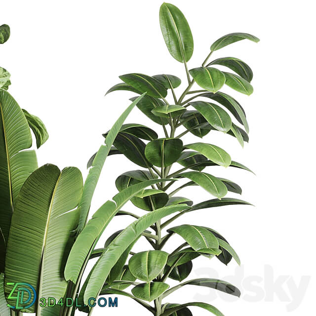 collection Indoor plant 119 plant ravenala ficus rubbery ficus lyrata