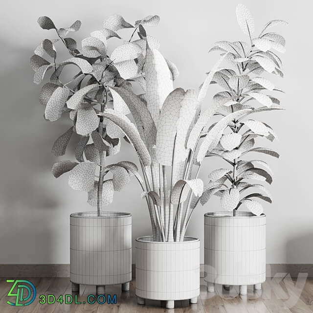 collection Indoor plant 119 plant ravenala ficus rubbery ficus lyrata