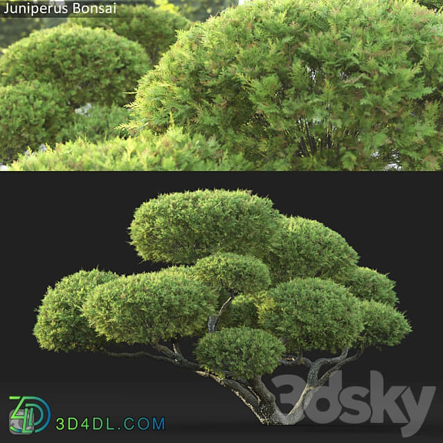 Bonsai 3D Models 3DSKY