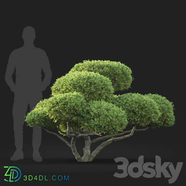 Bonsai 3D Models 3DSKY