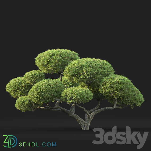 Bonsai 3D Models 3DSKY