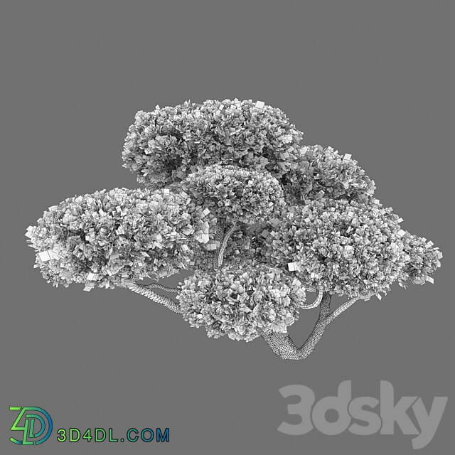 Bonsai 3D Models 3DSKY