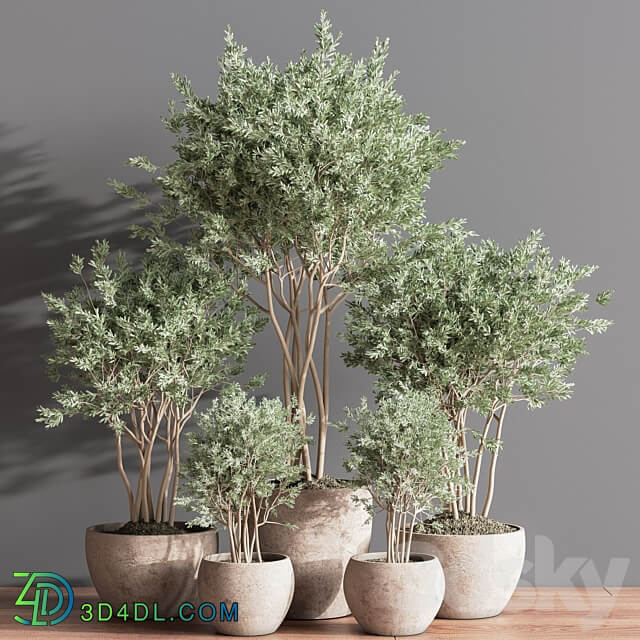 Indoor Plant Set 61 3D Models 3DSKY