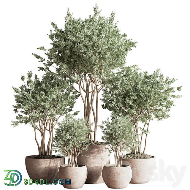 Indoor Plant Set 61 3D Models 3DSKY