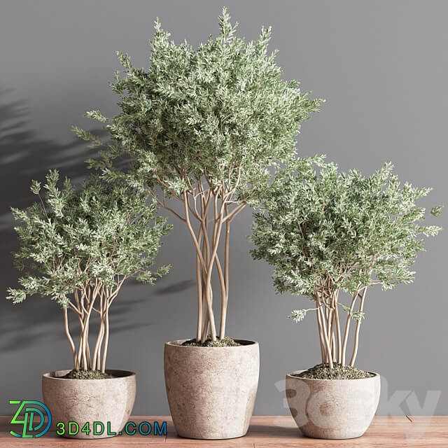 Indoor Plant Set 61 3D Models 3DSKY