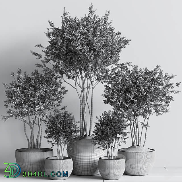 Indoor Plant Set 61 3D Models 3DSKY