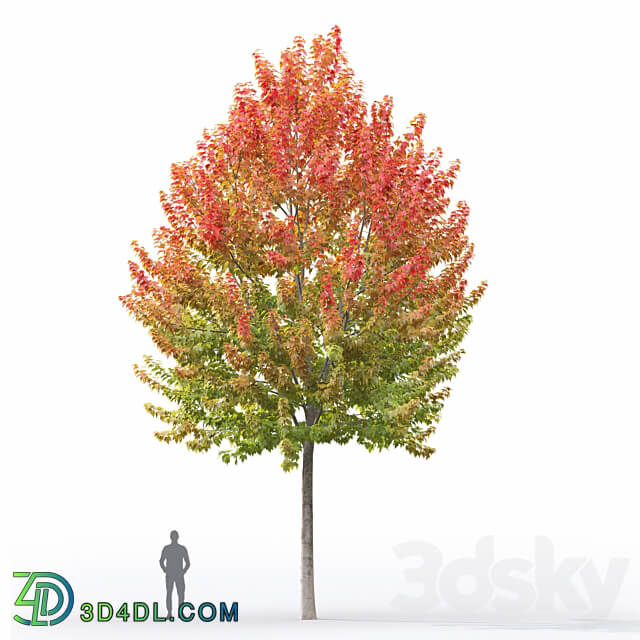 Acer 3D Models 3DSKY