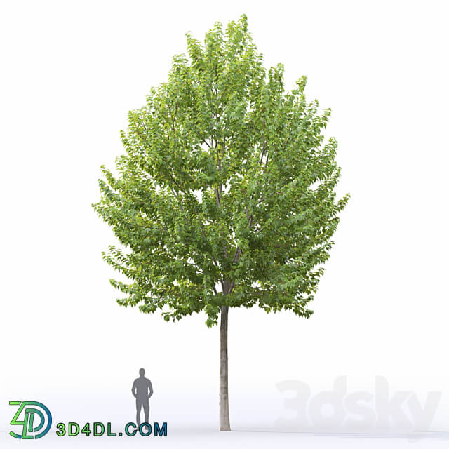 Acer 3D Models 3DSKY