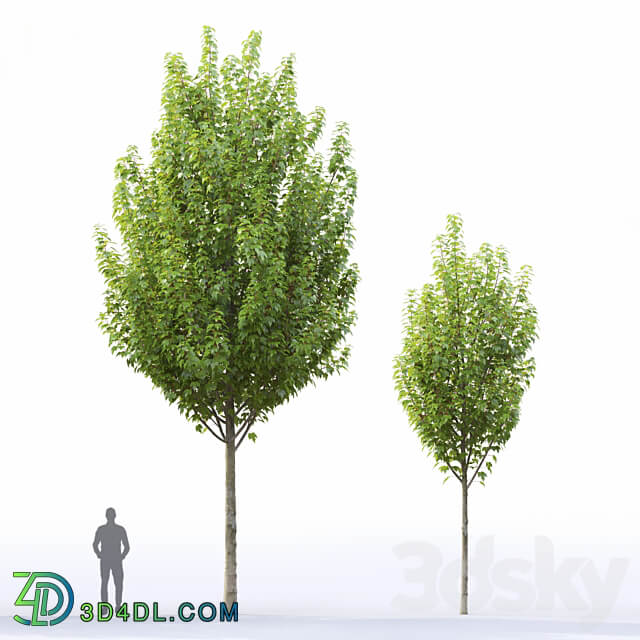 Acer 3D Models 3DSKY