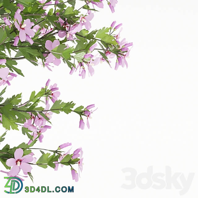 Syrian hibiscus bushes Hibiscus syriacus 3D Models 3DSKY
