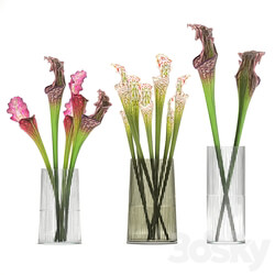 Bouquet 180. Sarracenia vase set glass exotic flowers 3D Models 