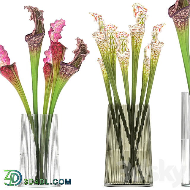 Bouquet 180. Sarracenia vase set glass exotic flowers 3D Models