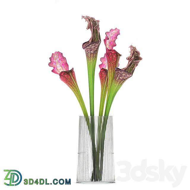 Bouquet 180. Sarracenia vase set glass exotic flowers 3D Models