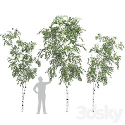 Birch tree set 9 3D Models 3DSKY 