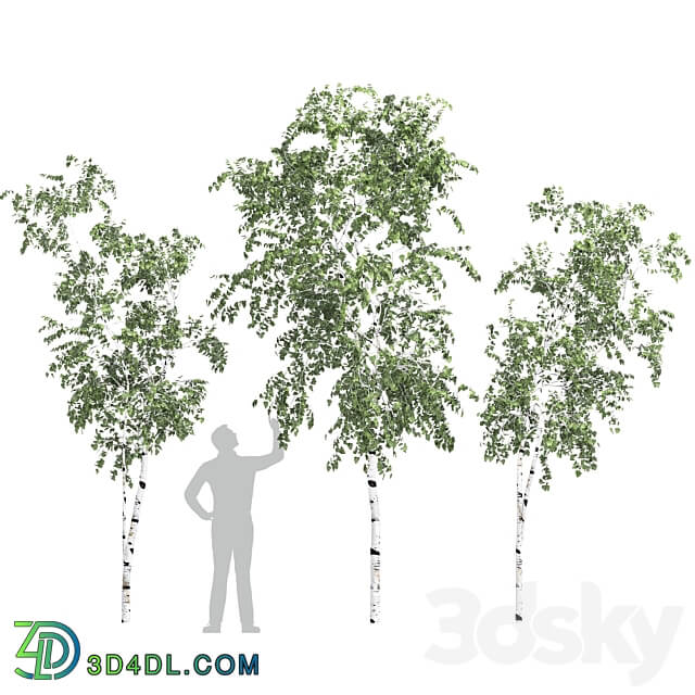 Birch tree set 9 3D Models 3DSKY