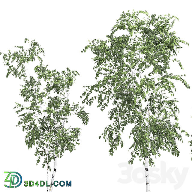 Birch tree set 9 3D Models 3DSKY