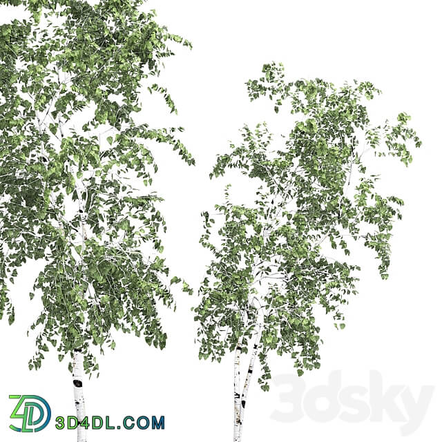 Birch tree set 9 3D Models 3DSKY