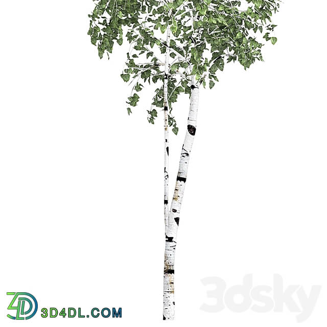 Birch tree set 9 3D Models 3DSKY