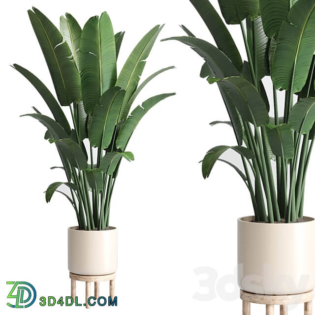 Indoor plant 137 vase wood pot plant ravenala 3D Models 3DSKY