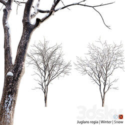 Juglans regia Common walnut winter snow 3D Models 3DSKY 