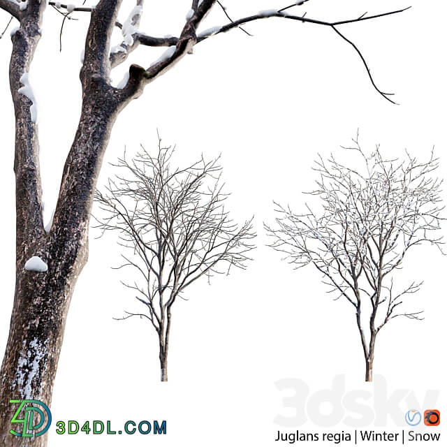 Juglans regia Common walnut winter snow 3D Models 3DSKY