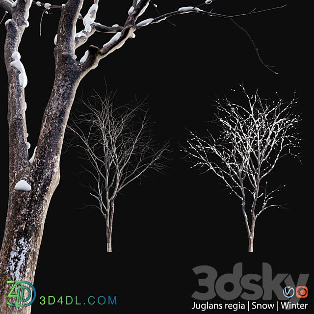 Juglans regia Common walnut winter snow 3D Models 3DSKY