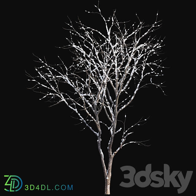 Juglans regia Common walnut winter snow 3D Models 3DSKY